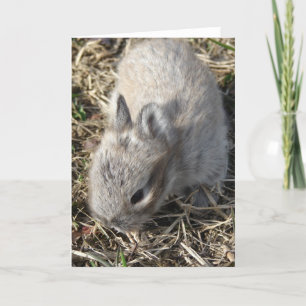 Baby Lionhead Bunny Kort