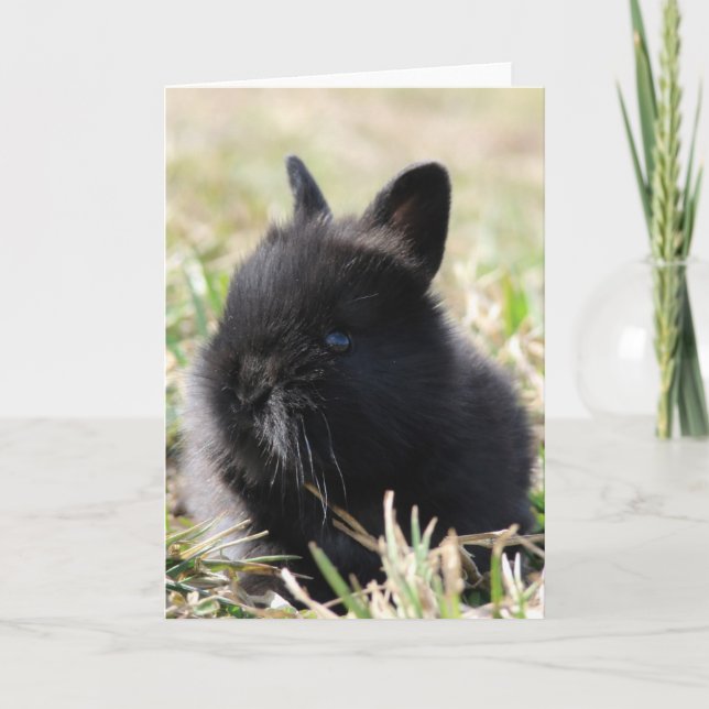 Baby Lionhead Bunny Kort (Framsida)
