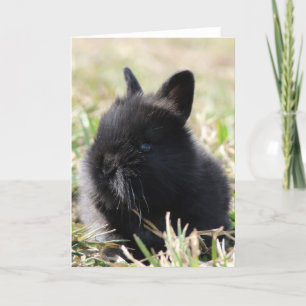 Baby Lionhead Bunny Kort