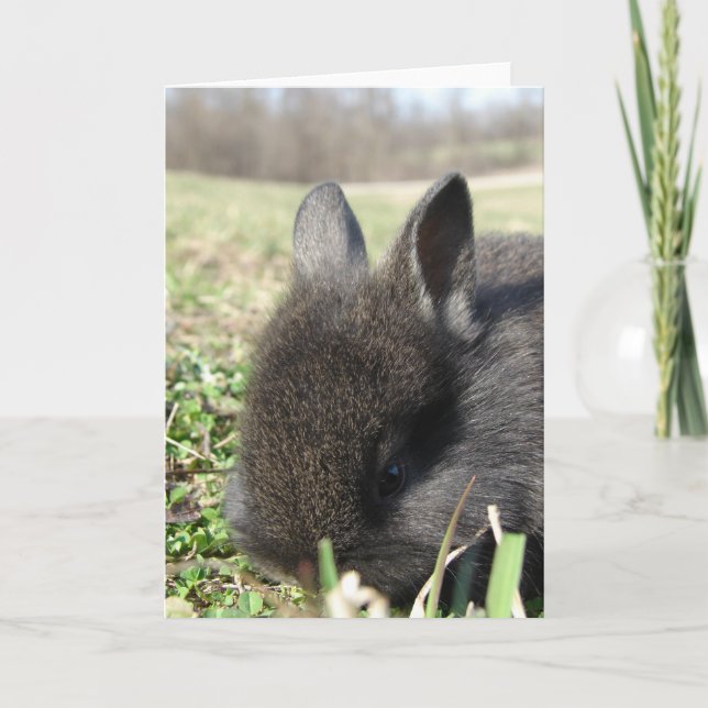 Baby Lionhead Bunny Kort (Framsida)