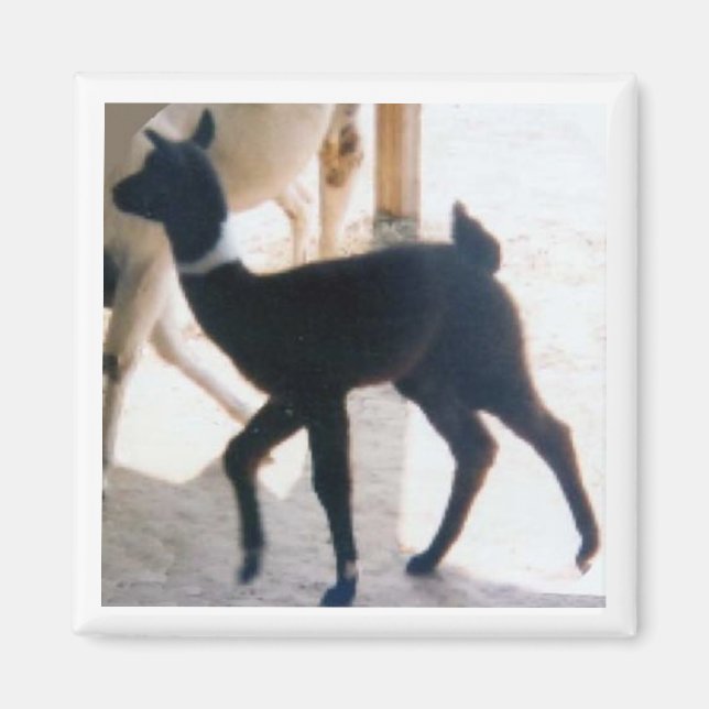 BABY LLAMA MAGNET (Framsidan)