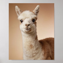 Baby Llama Porträtt – Söt Nursery Djur Väggkonst