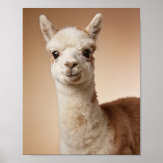 Baby Llama Porträtt – Söt Nursery Djur Väggkonst