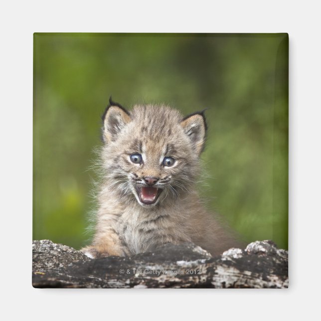 Baby Lynx (Lynx Canadensis) Tittar över A Magnet (Framsidan)