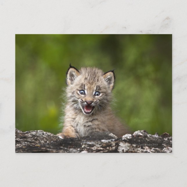 Baby Lynx (Lynx Canadensis) Tittar över A Vykort (Framsida)