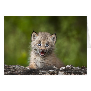 Baby Lynx Tittar över en fallen Träd Hälsningskort