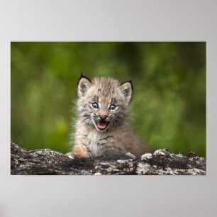 Baby Lynx Tittar över en fallen Träd Poster