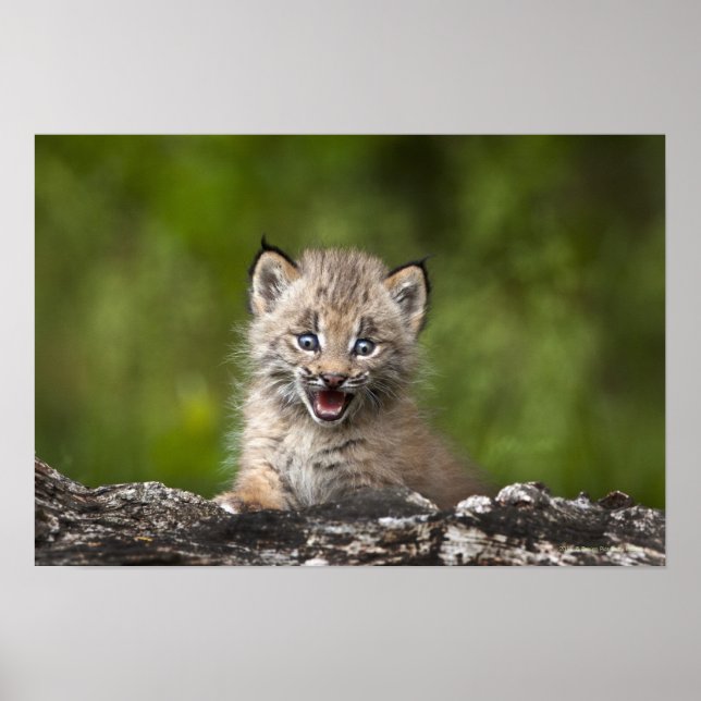 Baby Lynx Tittar över en fallen Träd Poster (Framsidan)