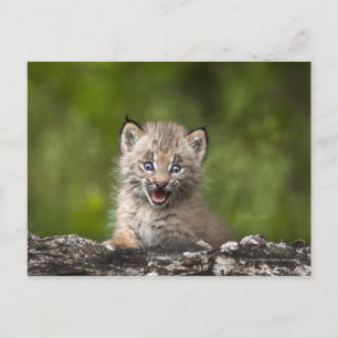 Baby Lynx Tittar över en fallen Träd Vykort