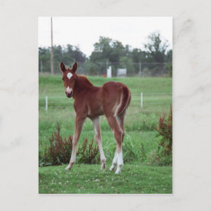 Baby Lynx Vykort