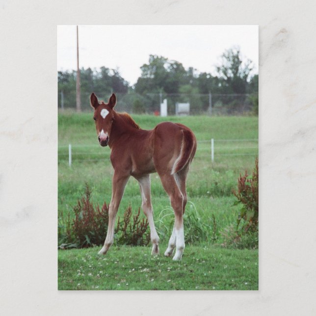 Baby Lynx Vykort (Framsida)