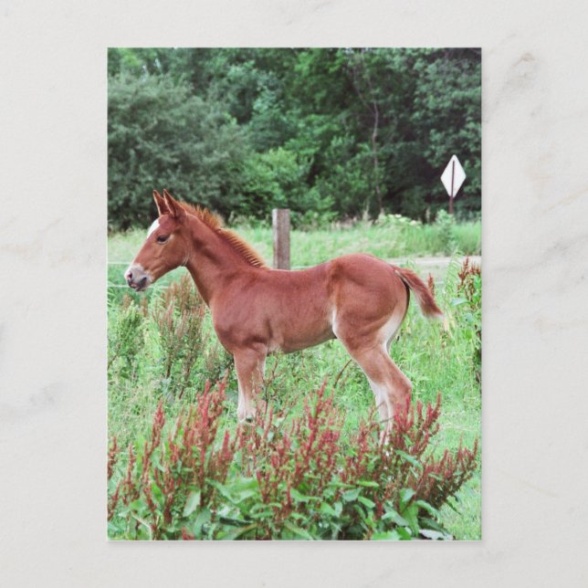 Baby Lynx Vykort (Framsida)