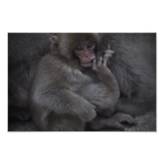 Baby Macaque, Macaco Bebe Fototryck