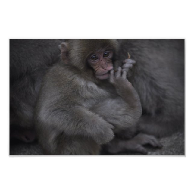 Baby Macaque, Macaco Bebe Fototryck (Framsidan)