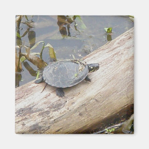 Baby målad sköldpaddamagnet magnet