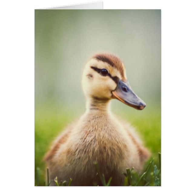 Baby Mallard Ducking Hälsningskort (Framsidan)