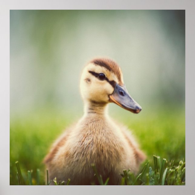 Baby Mallard Ducking Poster (Framsidan)