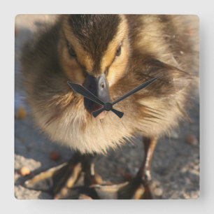 Baby Mallard Duckling Anka Wildlife Animals Fyrkantig Klocka
