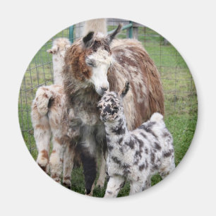 Baby- & mammaLlamakyss Magnet