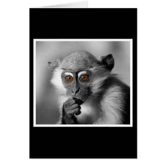 Baby Mangabey Monkey OBS Kort