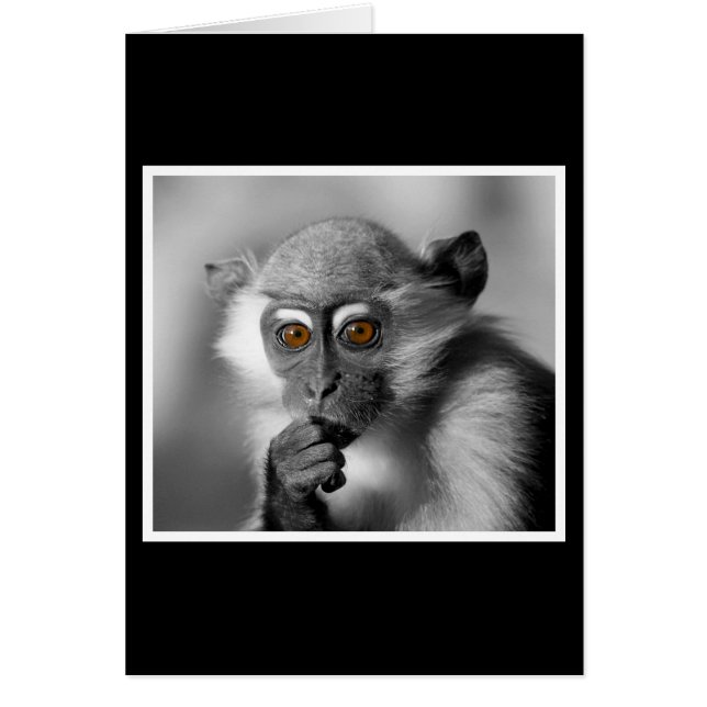 Baby Mangabey Monkey OBS Kort (Framsidan)