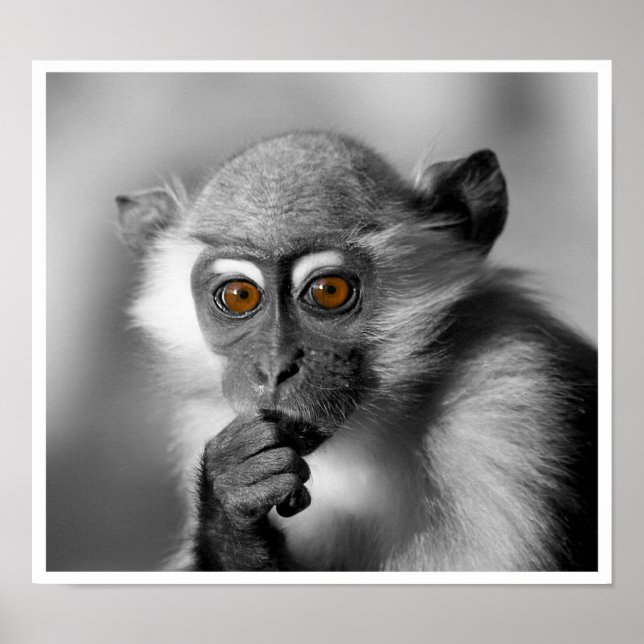 Baby Mangabey Monkey Poster (Framsidan)