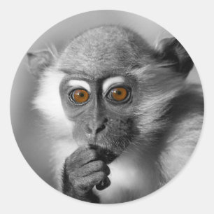Baby Mangabey Monkey Runt Klistermärke