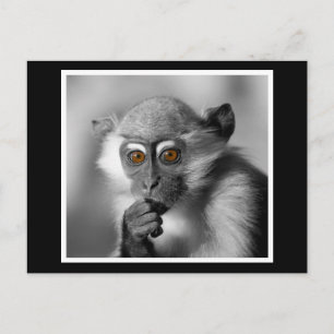 Baby Mangabey Monkey Vykort