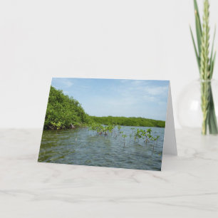Baby Mangrove Träd i Karibien Kort