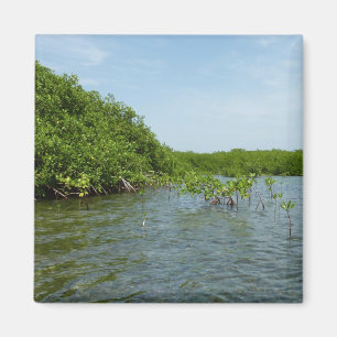Baby Mangrove Träd i Karibien Magnet