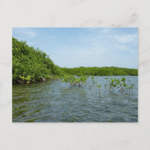 Baby Mangrove Träd i Karibien Vykort