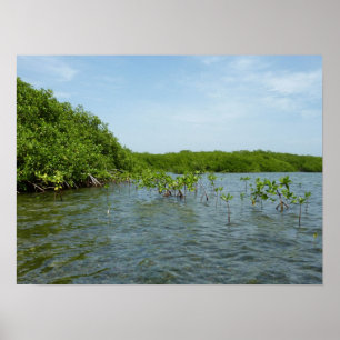 Baby Mangrove Träd Karibiska naturen Poster