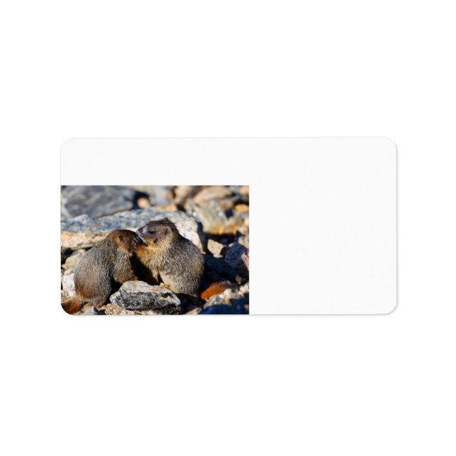 Baby Marmots Adressetikett (Framsidan)