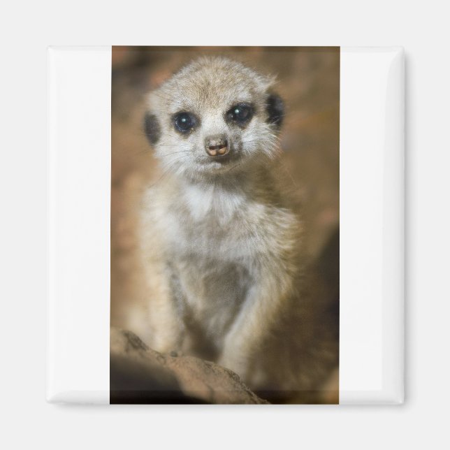 Baby Meerkat Magnet (Framsidan)