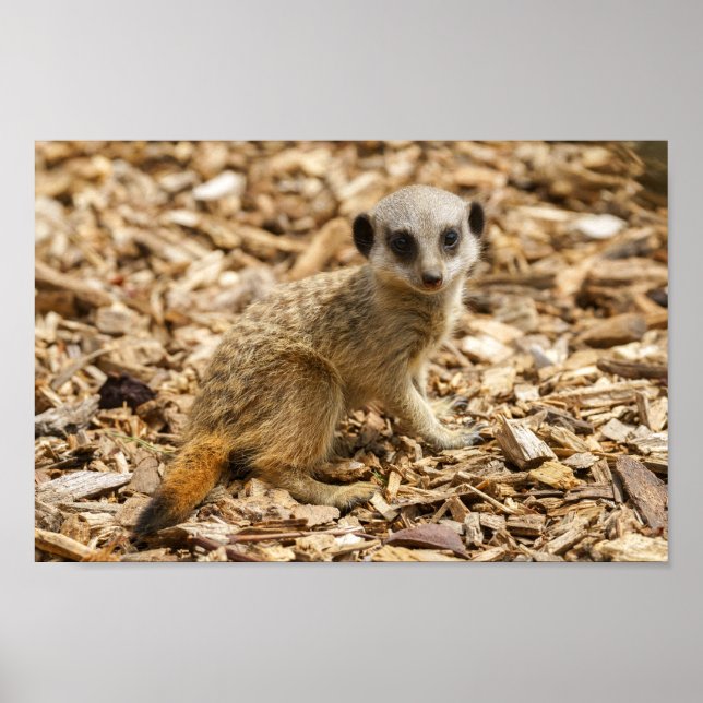 Baby Meerkat Poster (Framsidan)