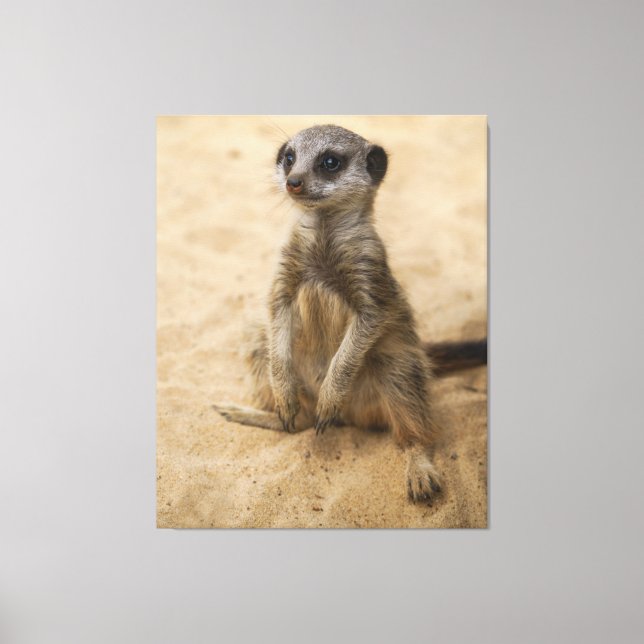 Baby Meerkat Sitta i Sand Canvastryck (Framsida)