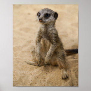 Baby Meerkat Sitta i Sand Poster