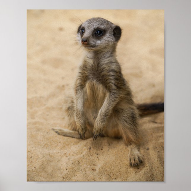 Baby Meerkat Sitta i Sand Poster (Framsidan)