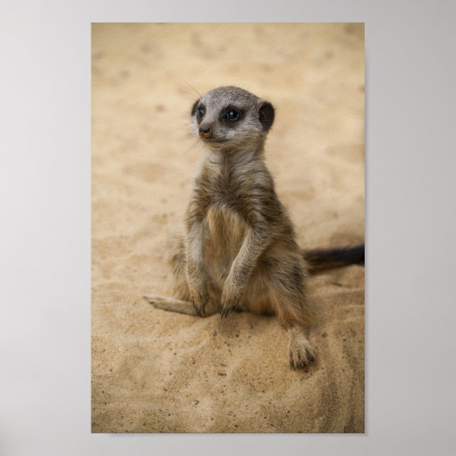 Baby Meerkat Sitta i Sand Poster (Framsidan)