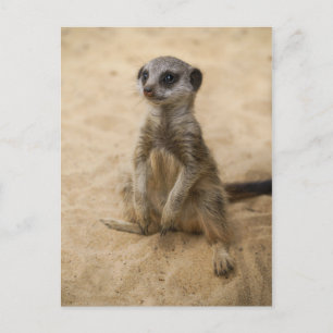 Baby Meerkat Sitta i Sand Vykort