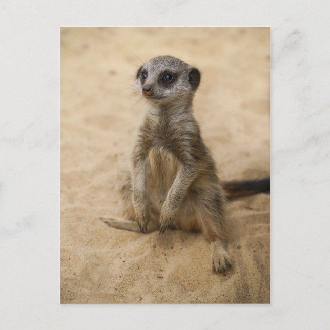 Baby Meerkat Sitta i Sand Vykort (Framsida)