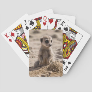 Baby Meerkat spelar i Sand. Casinokort