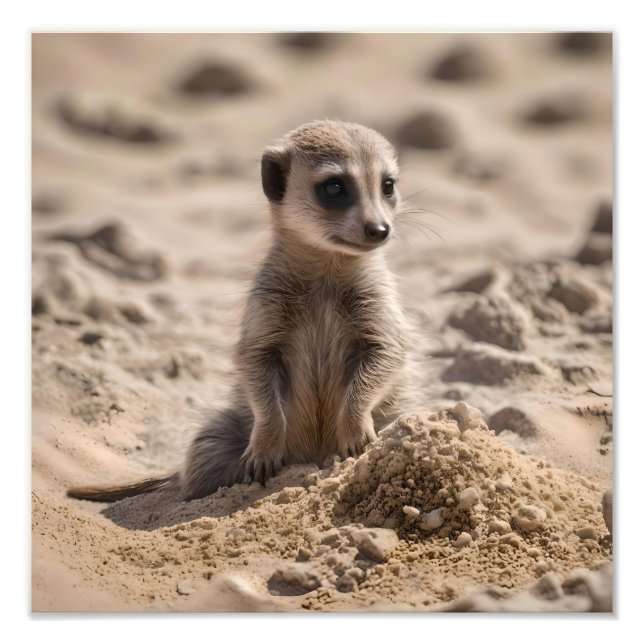 Baby Meerkat spelar i Sand. Fototryck (Framsidan)