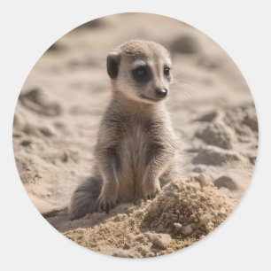Baby Meerkat spelar i Sand. Runt Klistermärke