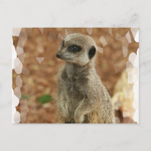 Baby Meerkat vykort
