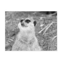 ’Baby Meerkat’