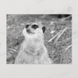 ’Baby Meerkat’ Vykort