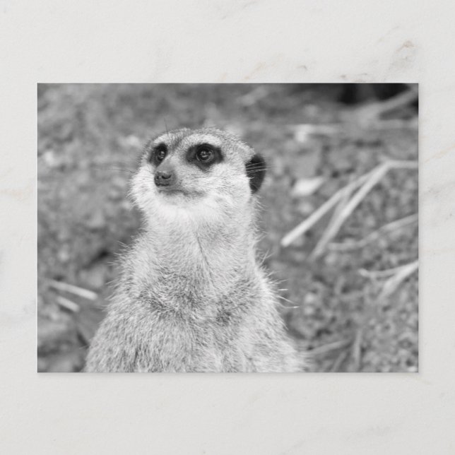 ’Baby Meerkat’ Vykort (Framsida)