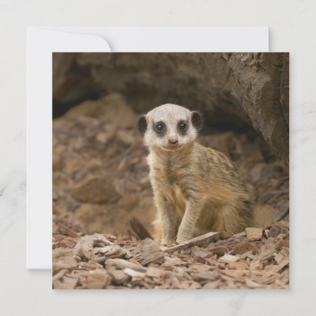 Baby Meerkats ädla dos (Framsida)