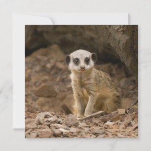 Baby Meerkats ädla dos